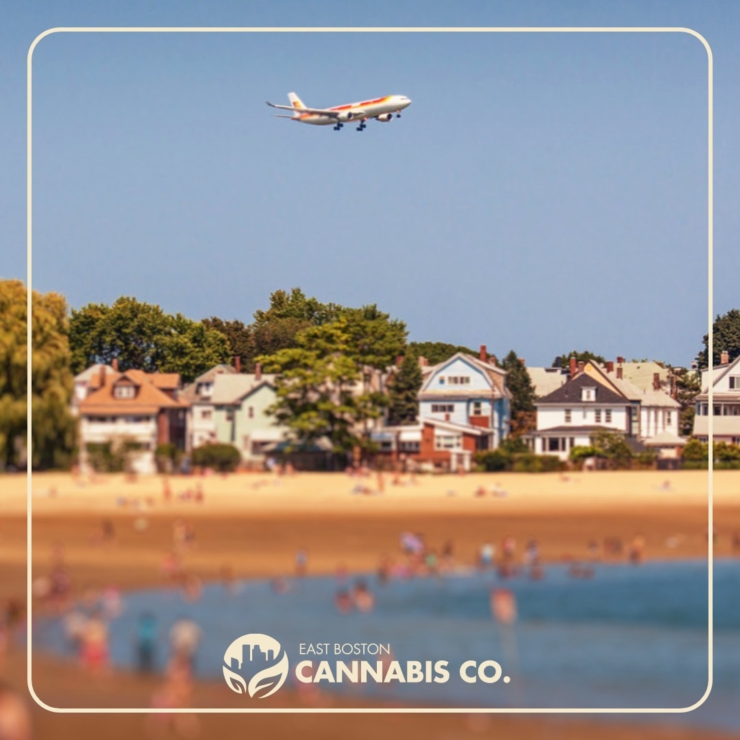 Get ready to soak up the sunshine and elevate your summer adventures with us! 🚀 Whether you're hitting the beach, camping under the stars, or simply lounging in your backyard oasis, our premium cannabis products are here to enhance every moment. From refreshing sativas to relaxing indicas, we've got your summer essentials covered. 🏖️ Let's make this summer one to remember - one toke at a time! 🌿✨ #SummerVibes #EastBostonCC 🌞🌿 
-
check out our website for more ↓ 
eastbostoncannabis.com
-
NFS. 21+. For educational purposes only.